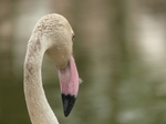 FZ029905 Greater flamingo (Phoenicopterus roseus).jpg